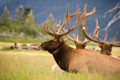 Caribou at the Alaska Wildlife Conservation Center