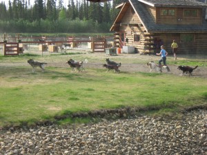 Sled dogs