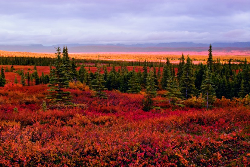 An Alaska landscape in Fall.