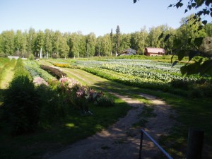 Fairbanks Alaska Farm, Basically Basil 