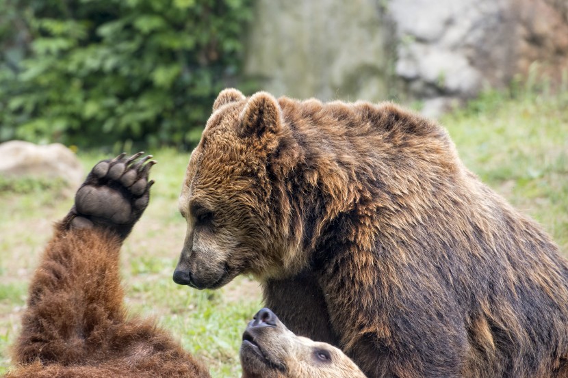 Brown grizzly bears while playing