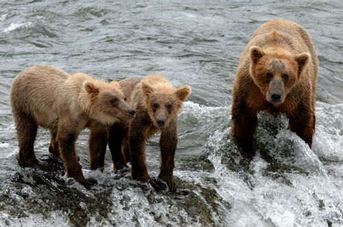 Brown Bear Family