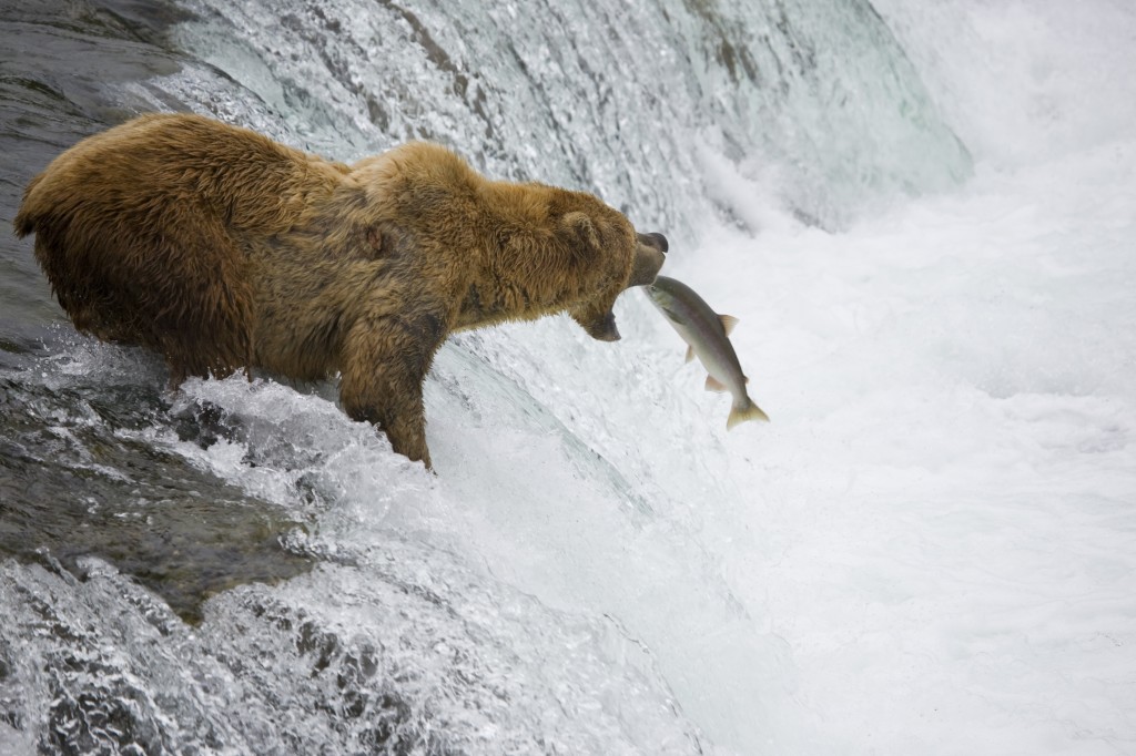 Bear standing at the top of a wide waterfall with mouth open awaiting a large salmon to jump into its mouth.