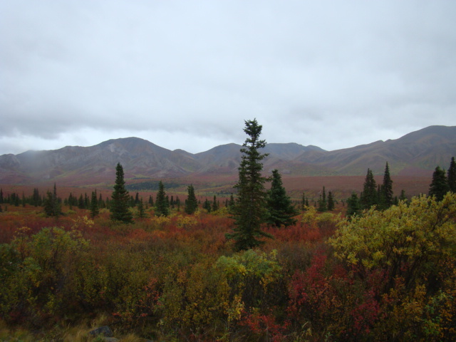 A Fall landscape outside of Fairbanks