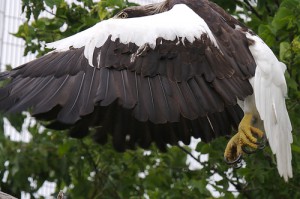 Eagle