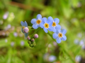 Alaska Forget Me Nots