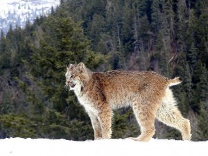 A lynx stands in the forest