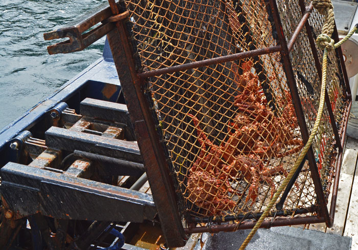 Crabs in a crab pot