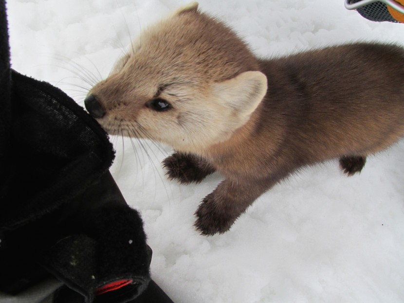 A red-haired Marten