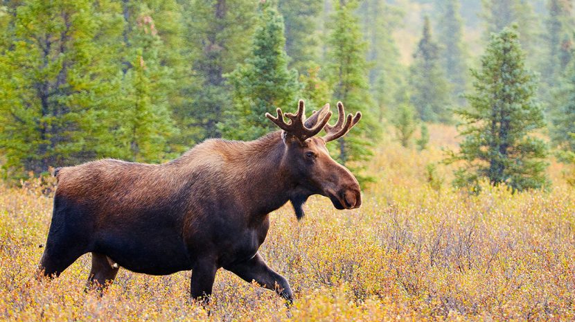 Moose in Denali National Park