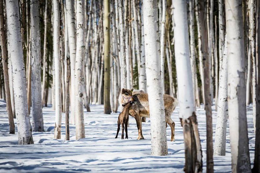 Reindeer mom and baby