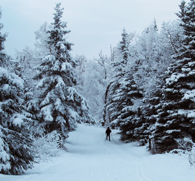 A cross-country skier on a path between snow-covered trees