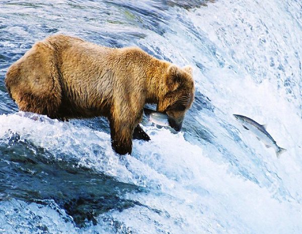 Bear at Katmai National Park