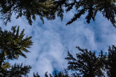 Treeline in Sky in Tongass National Forest