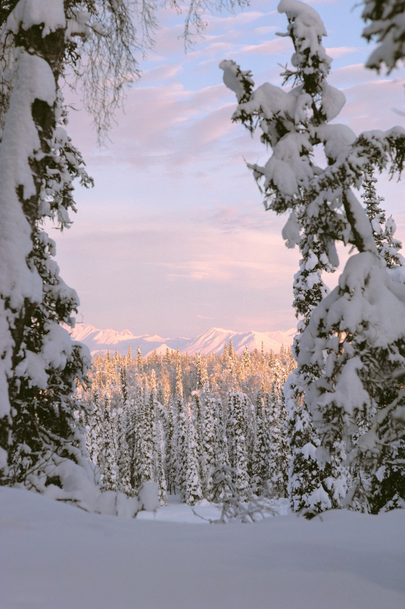 Snow-covered trees in Alaska